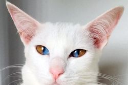 Dị biệt chú mèo có đôi mắt hút 'linh hồn' người khác