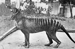 Thước phim cuối cùng về loài hổ Tasmania trước khi tuyệt chủng