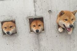 3 con chó Shiba Inu thò đầu ra lỗ hút khách ghé thăm