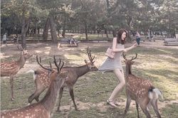 Cô gái diện váy ngắn cho hươu ăn, con vật bỗng hành động 'sốc'...