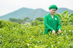 Tâm Trà Thái: Doanh nghiệp bảo tồn phát triển giống trà cổ trên vùng đất Tân Cương