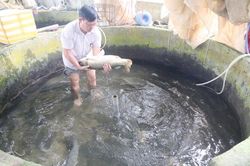 Lào Cai đáp ứng khoảng 65% giống thủy sản