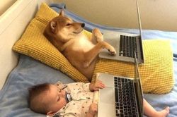 Ru em bé ngủ và những khoảnh khắc 'đốn tim' của Shiba Inu