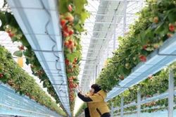 Hàn Quốc đầu tư 203 triệu USD phát triển nông trại thông minh
