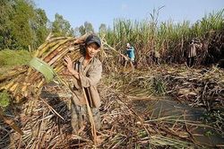 Bị đường ngoại trợ giá, nhập lậu 'tấn công', đường nội 'cầu cứu' Chính phủ