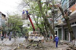 Thành phố Lào Cai thay thế và trồng mới hơn 1.800 cây xanh