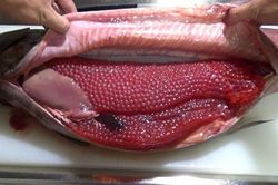 Mổ bụng cá hồi vua, thực khách phát hiện buồng trứng khổng lồ
