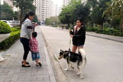 Cử tri Hoàng Mai kiến nghị có chế tài xử phạt nghiêm việc nuôi chó thả rông