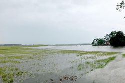 Gần 1.000 ha lúa của huyện Hưng Nguyên bị ngập do mưa lớn