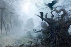 Thế giới thực vật: Cây Diêm vương và vùng lãnh địa tử chưa có lời giải đáp