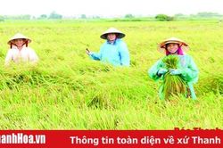 Các địa phương tập trung thu hoạch lúa thu mùa