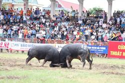 Lễ hội chọi trâu Đồ Sơn 2019: Xét nghiệm để tìm chất kích thích trâu chọi
