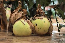 Lũ nhấn chìm hàng trăm ha bưởi đặc sản Phúc Trạch chính vụ thu hoạch