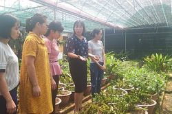 Nhà giáo đam mê nghiên cứu, tạo giống cây trồng