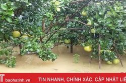 Người trồng bưởi Phúc Trạch có nguy cơ bị mưa lũ 'cướp' mất hàng trăm tỷ