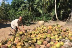 Trà Vinh: Giá dừa khô tăng cao trong mùa dừa treo buồng