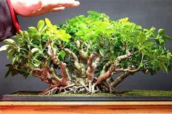 Ý nghĩa phong thủy và tác dụng sức khỏe của cây ngũ gia bì