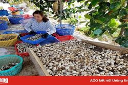 Giá trị kinh tế cao từ trồng nấm