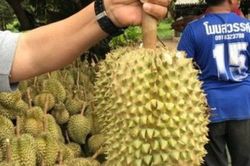 Mất mạng khi nhắm rượu với sầu riêng