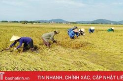 Nông dân Hà Tĩnh sau mưa lũ: Một ngày nắng bằng vạn ngày mưa