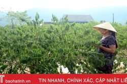 Người dân Cổ Đạm 'đứt ruột' nhìn hàng nghìn cây đào héo rũ sau lũ