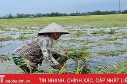 Nông dân Hà Tĩnh bì bõm gặt lúa ngập sâu trong nước lũ
