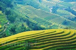 Khám phá 'Qua miền những di sản ruộng bậc thang' Hoàng Su Phì