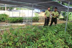 Bảo Yên: Phát triển bền vững trên 13.000 ha rừng phòng hộ