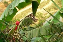 Những công dụng hữu ích của chuối hột