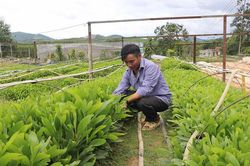 Khấm khá nhờ nghề ươm cây giống lâm nghiệp