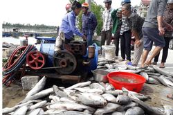 Hàng tấn cá nuôi trong lồng bè trên sông bị chết hàng loạt chưa rõ nguyên nhân