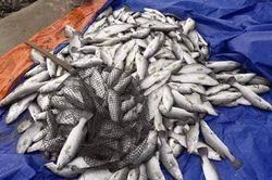 Nhiều hộ dân Hà Tĩnh trắng tay khi 100 tấn cá nuôi bất ngờ chết trong đêm