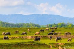 Xao xuyến bức tranh ruộng đồng trên đất Nghệ An