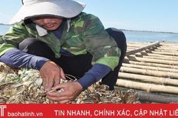 Hàng trăm tấn thủy sản chết dần, người nuôi điêu đứng