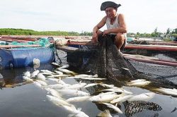 Xót xa gần 100 tấn cá nuôi lồng bè chết chưa rõ nguyên nhân