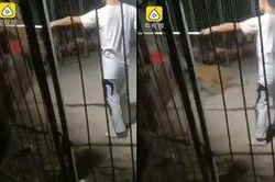 Hổ dữ xổng chuồng khi đang biểu diễn khiến người dân hoảng loạn tháo chạy