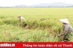 Chăm sóc, bảo vệ lúa thu mùa cuối vụ