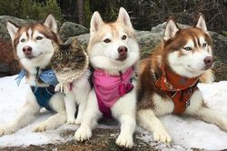 Đàn husky tự nguyện làm vệ sĩ cho con mèo cái