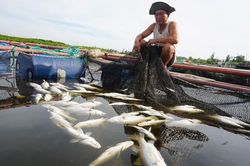 80 tấn cá chẽm chết trắng bất thường ở Hà Tĩnh