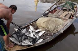 Thêm hàng tấn cá nuôi trong lồng bè và ốc hương bị chết sau mưa lũ ở Hà Tĩnh