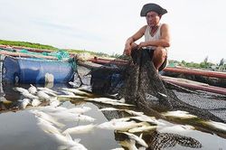 Xót xa hơn 80 tấn cả chết nổi trắng lồng bè trên sông Đò Diệm