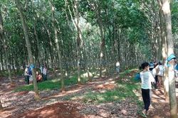 Phát hiện người đàn ông chết treo cổ trên cây cao su