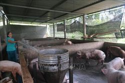 Dịch tả lợn châu Phi tiếp tục diễn biến phức tạp, nguy cơ lan rộng