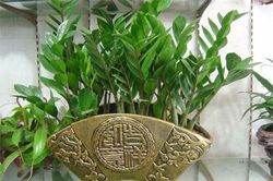 4 loại cây 'hút tiền', đặt ở đâu lộc đổ về ở đấy, gia chủ phất lên như diều gặp gió