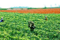 Thành phố Tam Điệp tập trung xây dựng nông thôn mới nâng cao gắn với tiêu chí đô thị