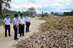 Kinh tế Nông nghiệp - Nông thôn Cần chủ động phương án thu hoạch sắn