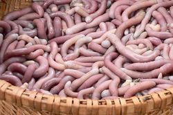 Cách sơ chế sá sùng - đặc sản bổ dưỡng hút thực khách