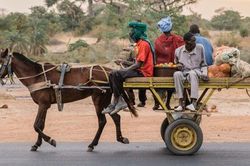Motor hiện đại đối đầu xe ngựa kéo 'một thời vang bóng' ở Senegal