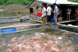 Quảng Nam phát triển kinh tế lòng hồ thủy điện