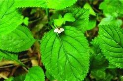 Lạ kỳ cây cỏ mật cá mọc hoang, giống con hến ở Việt Nam